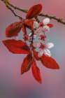 USA-Washington-Seabeck. Flowering plum tree in spring. Art Print